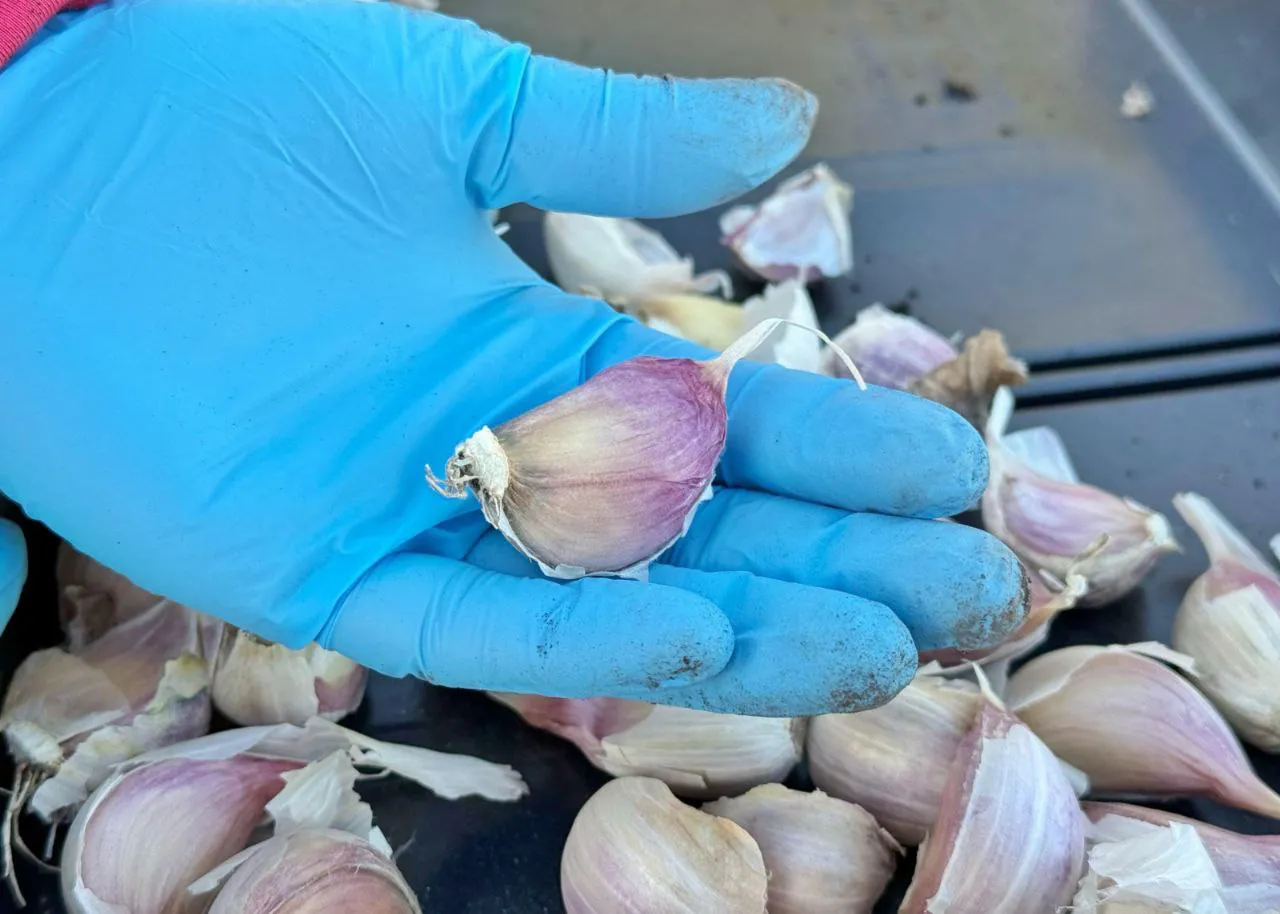 photo_2025-04-08 12.28.29